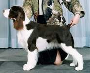 English Springer Spaniel Photo: Dare