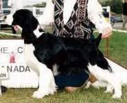 English Springer Spaniel photo:  Ch Karmadi's Diamonds Are Forever