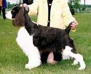 English Springer Spaniel Photo: Dottie