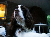 Emmett
