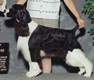 English Springer Spaniel image:  Ch Esspecial Moonlite Escapade
