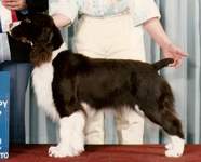 English Springer Spaniel photo:  Ch Karmadi's First Edition