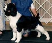 English Springer Spaniel photo:  Ch Karmadi's Madam Butterfly
