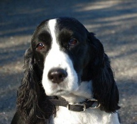 Fly at 13.5 years young and going strong!