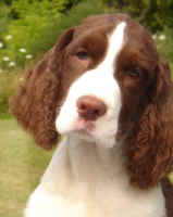 English Springer Spaniel puppy image: Foxboro Shutterfly