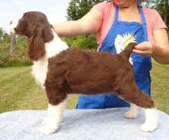 English Springer Spaniel puppy image: Foxboro Shutterfly