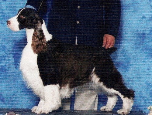 A/C Ch Bryden's Full Monty