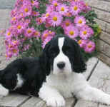 English Springer Spaniel puppy photo:  Karmadi's As The Thunder Rolls 'Garth'