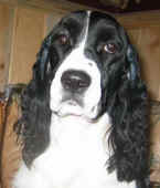 English Springer Spaniel image: Gracie