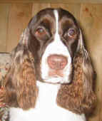 English Springer Spaniel image: Katie