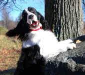 English Springer Spaniel photo: Ch Karmadi's Power Play