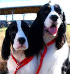 English Springer Spaniel image:  'Reba' with her father, 'Hockey'