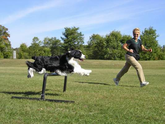 English Springer Spaniel photo of 'Hockey' going over an agility jump.