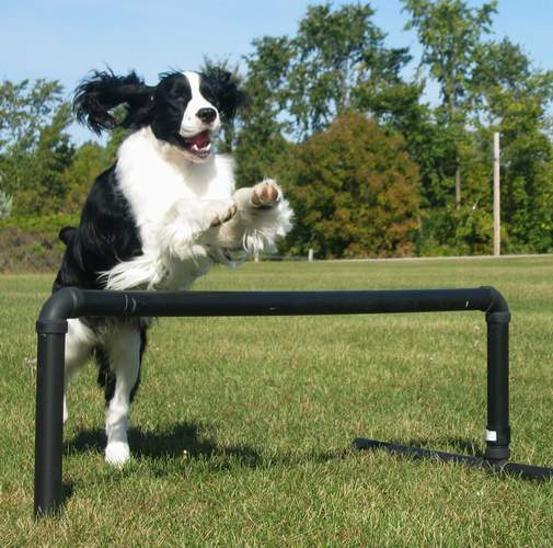 English Springer Spaniel photo of 'Hockey' going over an agility jump.