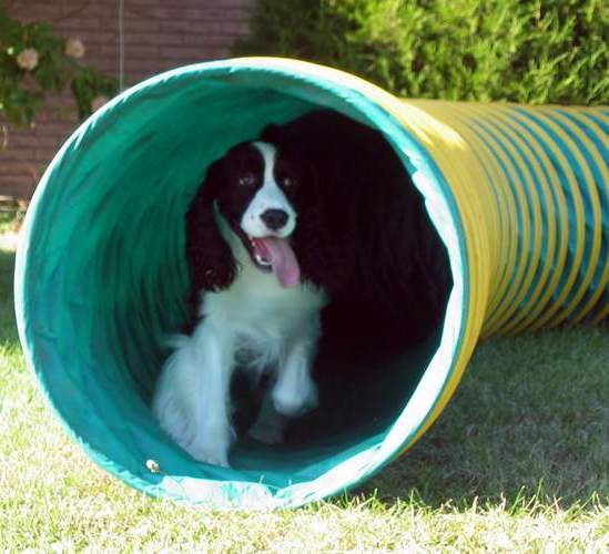 English Springer Spaniel photo of 'Hockey' running the agility tunnel