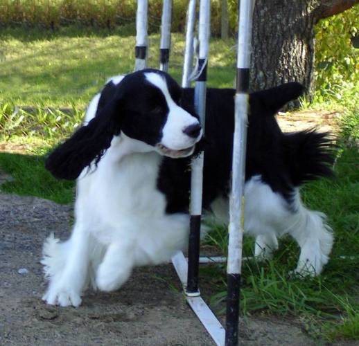 English Springer Spaniel photo of 'Hockey' going through weave poles.