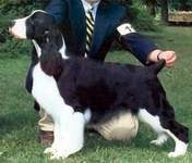 English Springer Spaniel photo: Jackson