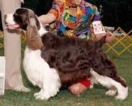 English Springer Spaniel Photo: Jesse