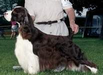 English Springer Spaniel photo:  Ch Karmadi's Straight N Up