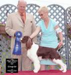 English Springer Spaniel image:  Ch Karmadi's In Style 'Katie'