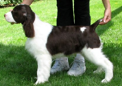English Springer Spaniel image: Keynote's T-Bone Blues (4 1/2 months old)
