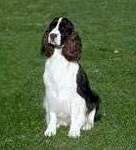 English Springer Spaniel photo: Koko