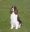 English Springer Spaniel image:  Koko