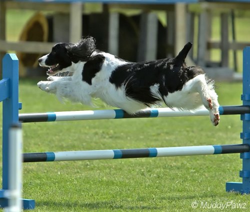 Photo of Lacey competing in an agility trial.