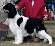 English Springer Spaniel photo: Ch Karmadi's Satin and Lace AGNJ