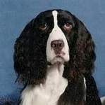 English Springer Spaniel Photo: Ladybug