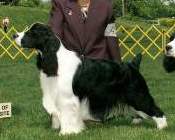 English Springer Spaniel photo:  Levi