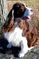 English Springer Spaniel Photo: Lila 