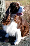 Photo of English Springer Spaniel:  Lila