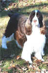 Photo of English Springer Spaniel:  Lila
