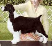 English Springer Spaniel image:  Madam