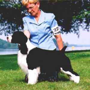English Springer spaniel photo:  MBIS BISS A/C Ch Karmadi's Madam President
