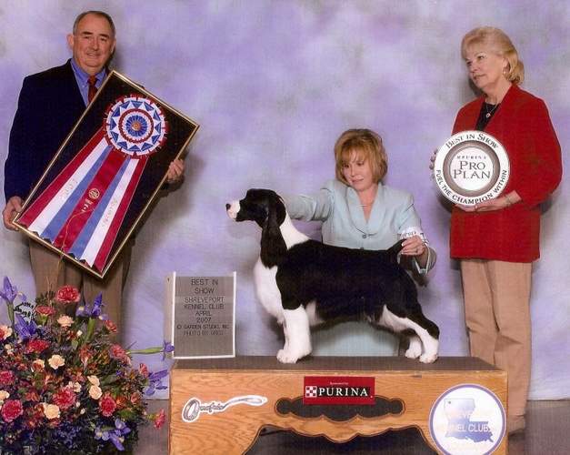 English Springer Spaniel:  MBIS MBISS A/C Ch Karmadi's Madam President
