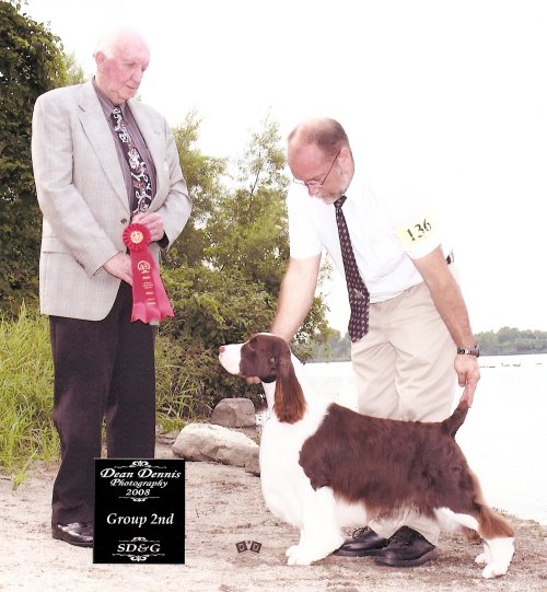 English Springer Spaniel photo: BISS Ch Malysse Halo Masterchief Am/Can CD