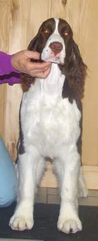 English Springer Spaniel image: Marker at 6 months old.