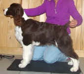 English Springer Spaniel image: Marker at 6 months old.