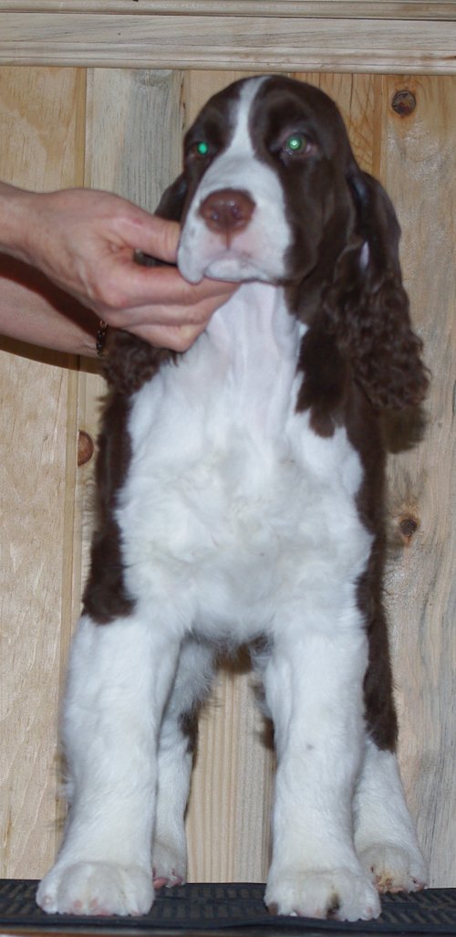 English Springer Spaniel image: 'Marker'