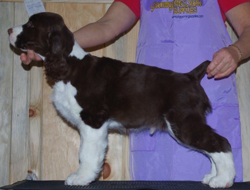 English Springer Spaniel image: 'Marker'