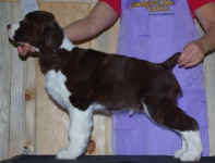 English Springer Spaniel image: 'Marker at 3 months'