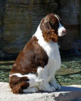 English Springer Spaniel: 'Marker'