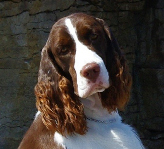 English Springer Spaniel: 'Marker'