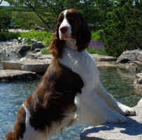 English Springer Spaniel: 'Marker'
