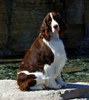 English Springer Spaniel: 'Marker'