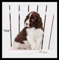marker-pup-ella.jpg (21113 bytes)