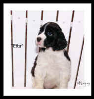 marker-pup-etta.jpg (20497 bytes)