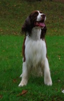 English Springer Spaniel: 'Marker'